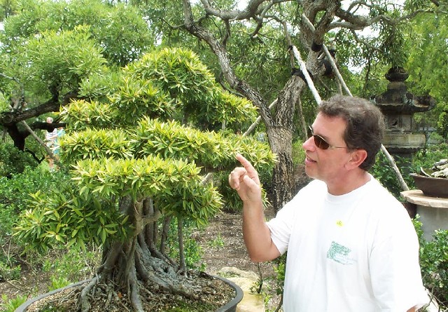 Steve_Bonsai