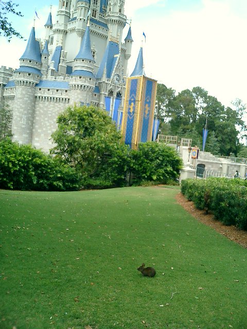 Magical moment: a bunny nibbling grass in front of Cinderalla's castle.