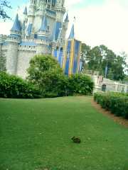 Magical moment: a bunny nibbling grass in front of Cinderalla's castle. Click to display the image.